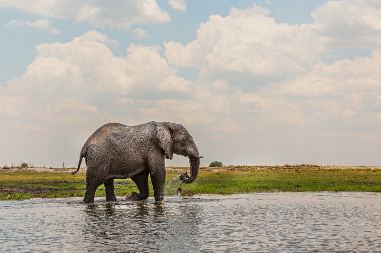 037 Botswana, Chobe NP, olifant.jpg